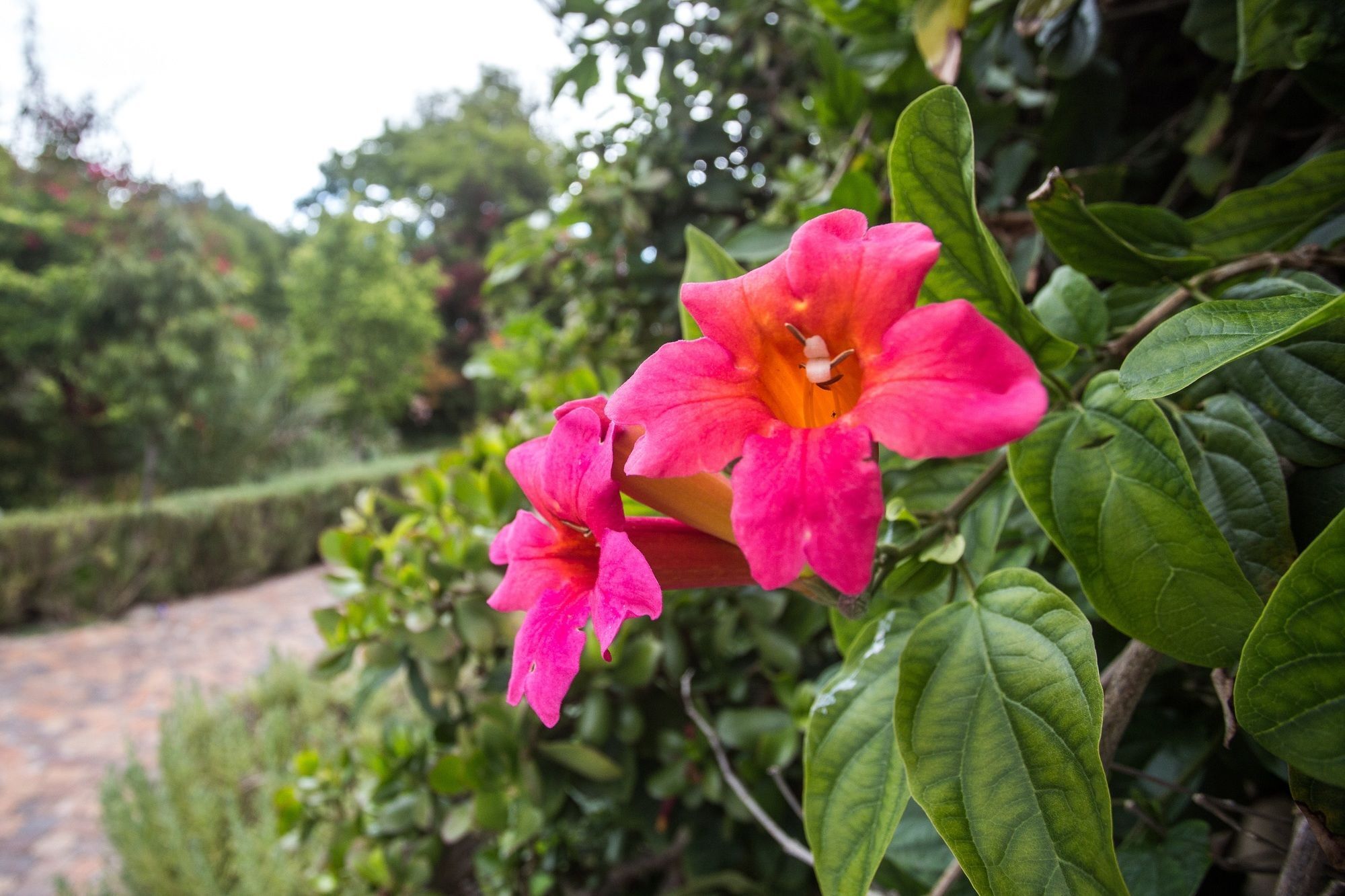Somerset Villa Guesthouse Somerset West Εξωτερικό φωτογραφία